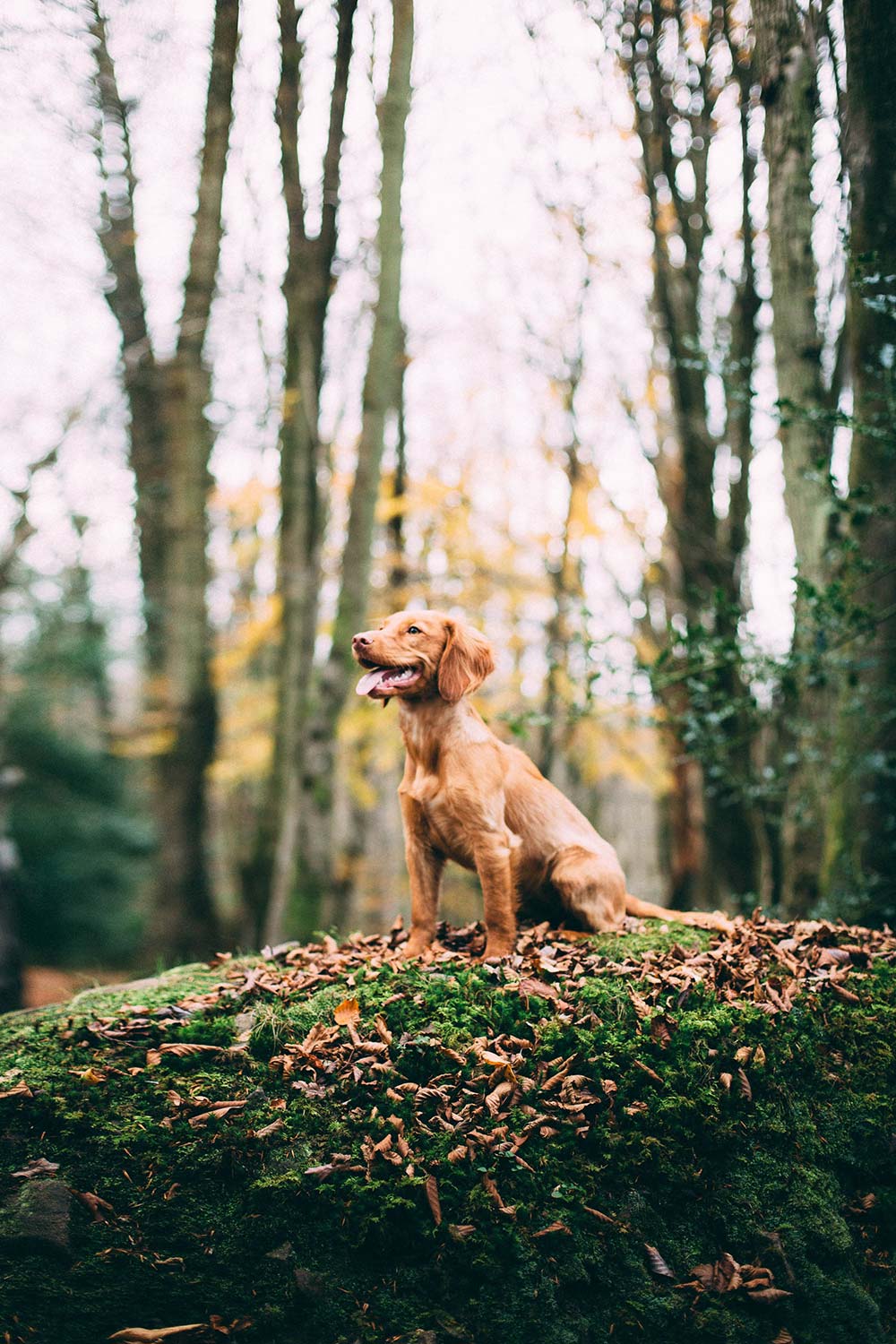 Able® Raw Dog Food — Sensible, precise nutrition.