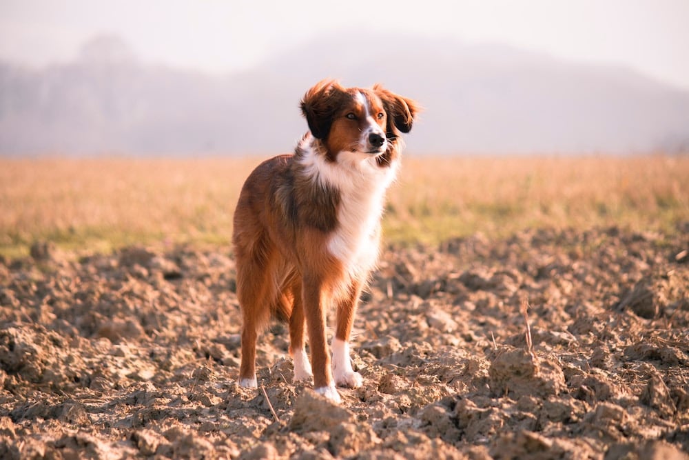 Able® Raw Dog Food — Sensible, precise nutrition.